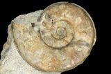 Fossil Ammonite (Euhoploceras) - Somerset, England #131901-1